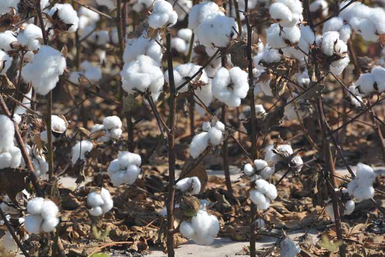 cotton seed closeup